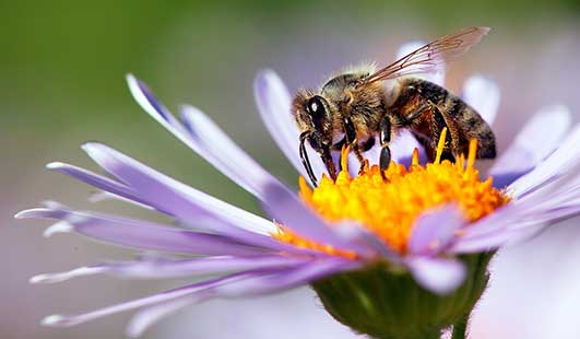 seasonal varieties honeybee on coneflower