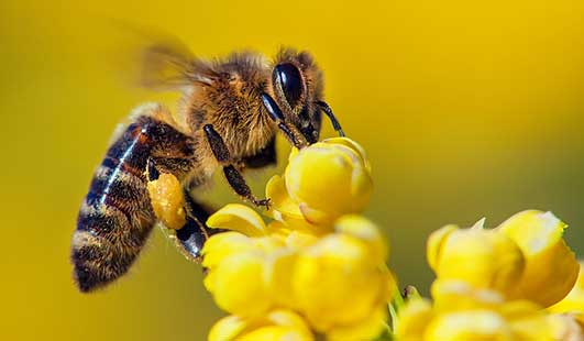 seasonal varieties honeybee on goldenrod 