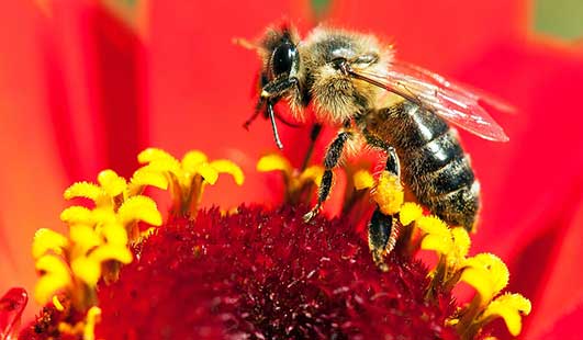 seasonal varieties honeybee on poppy