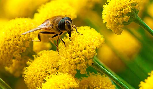 seasonal varieties honeybee on goldenrod 